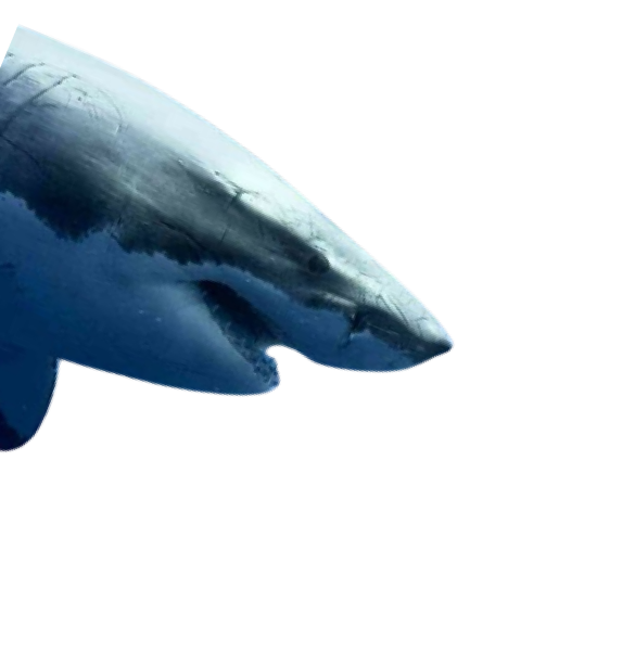 Shark Tank Png Image With No Background - Shark Tank,Tank Transparent  Background - free transparent png images 